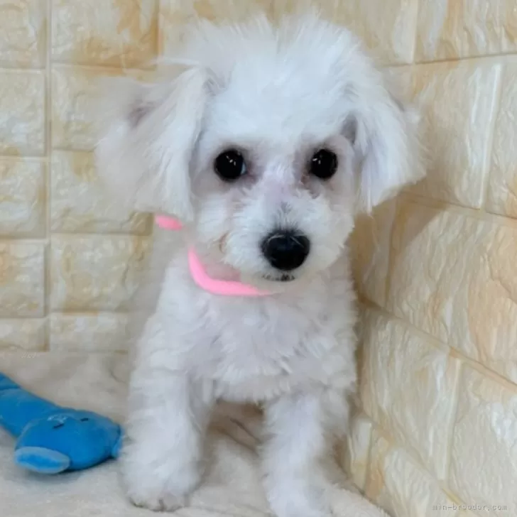 ID:2401-04605の子犬