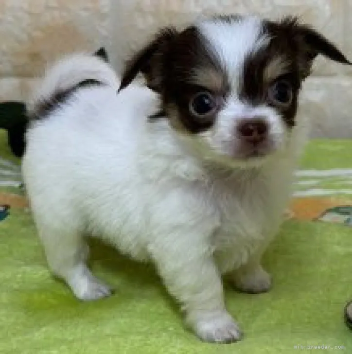 ID：2305-03611の子犬