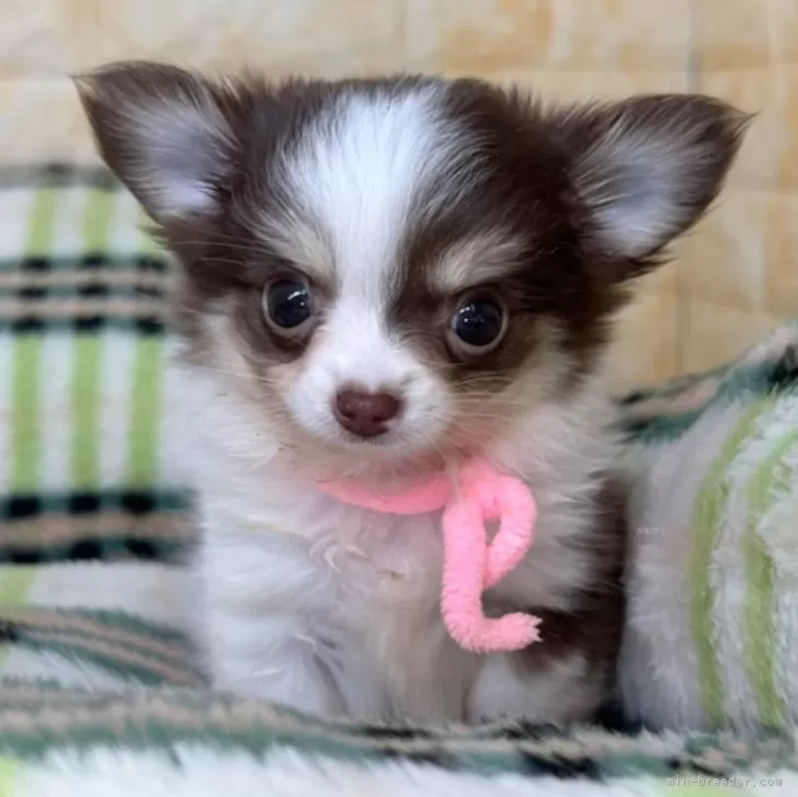 ID:2408-03566の子犬