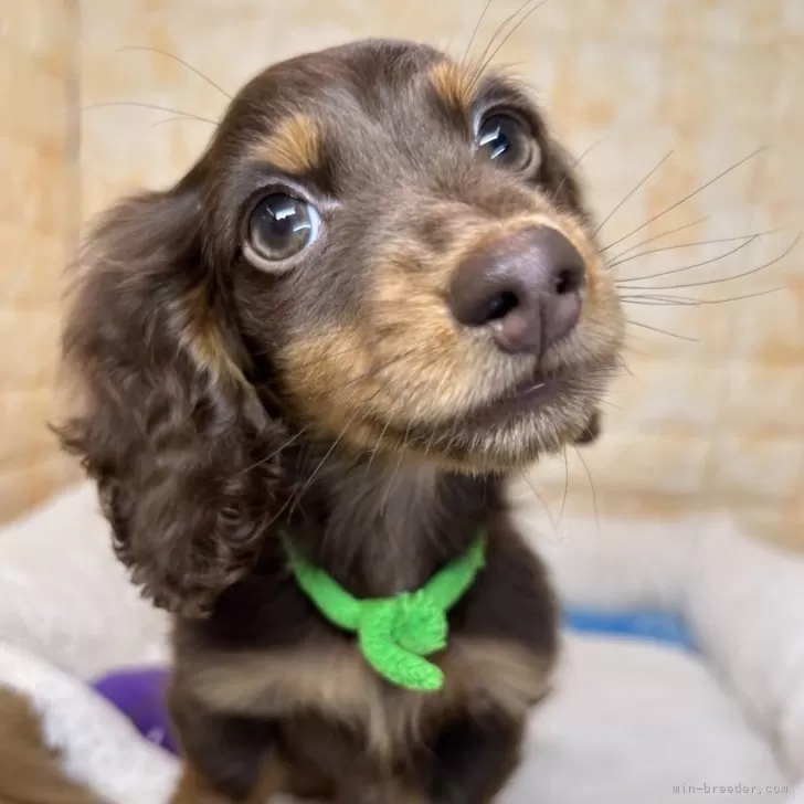 ID:2403-00827の子犬