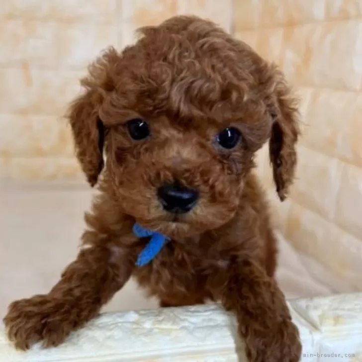 ID:2312-01973の子犬