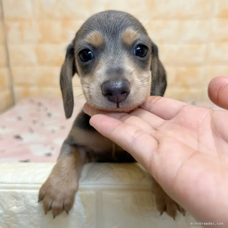 ID:2307-06489の子犬