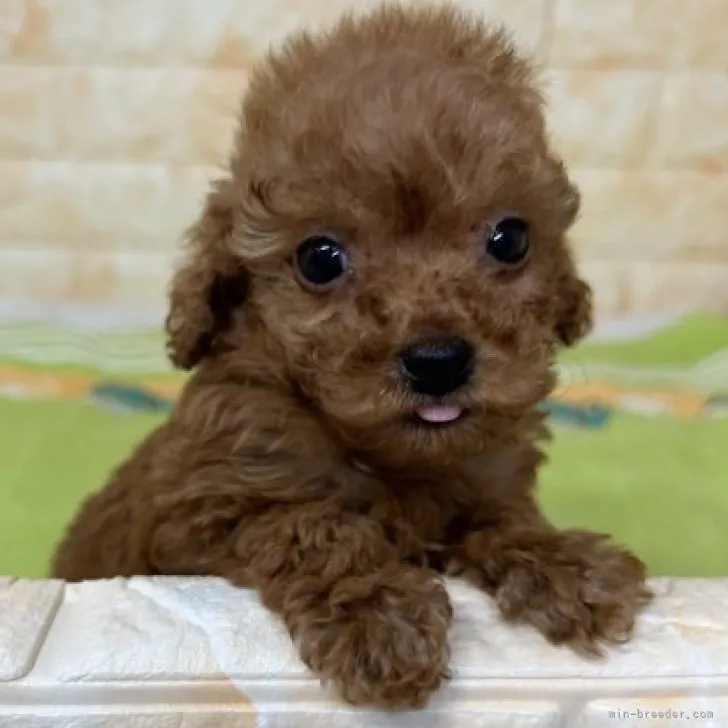 ID:2305-00095の子犬