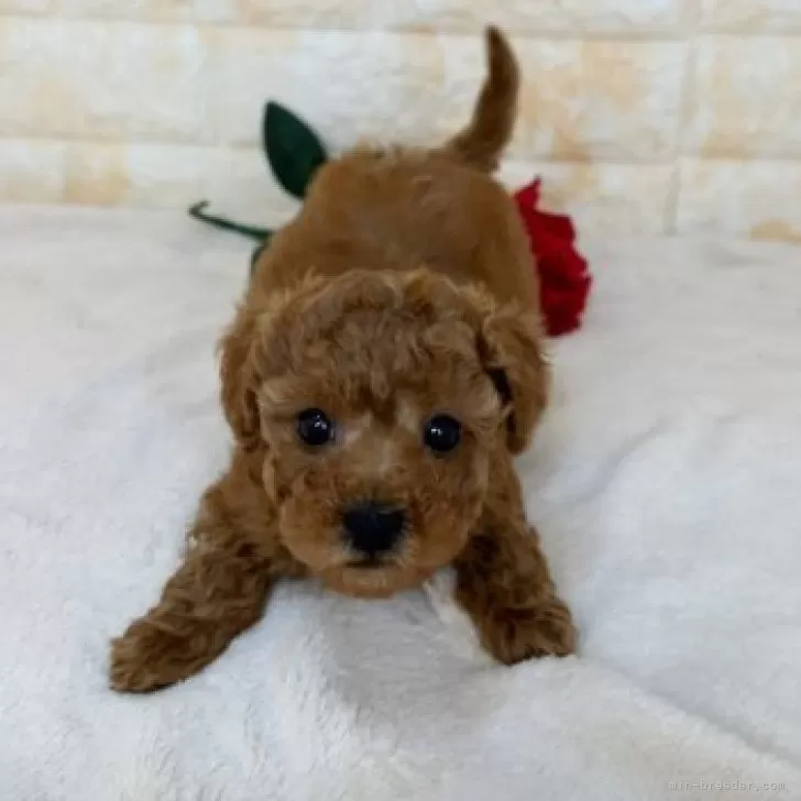 ID:2312-01978の子犬