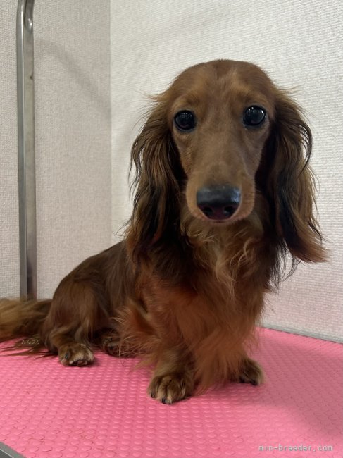 カニンヘンダックスフンド(ロング)【・男の子・2024年3月16日・レッド】