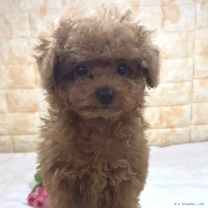 ID:2303-05436の子犬