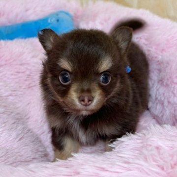 チワワ(ロング)【岐阜県・男の子・2024年5月1日・チョコ&タン】の写真「パパそっくりなイケメンくん✨」