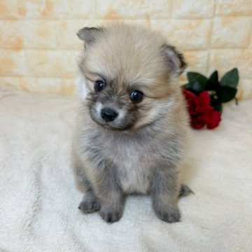 ポメラニアン【岐阜県・男の子・2023年10月1日・オレンジ】の写真「パパ似の可愛いたぬきです🐶」