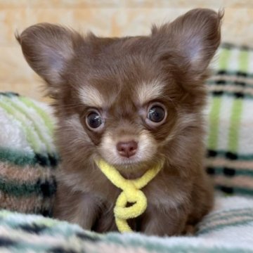 チワワ(ロング)【岐阜県・女の子・2024年6月25日・チョコ&タン】の写真「総額表示🌟ちびちび姉妹です❣️」