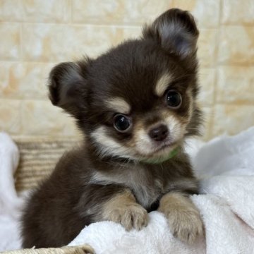 チワワ(ロング)【岐阜県・男の子・2024年5月7日・チョコ&タン】の写真「子たぬきのような可愛い男の子です💖」