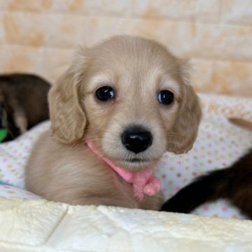 カニンヘンダックスフンド(ロング)【岐阜県・女の子・2024年3月16日・イエロー】の写真「お父さん譲りのキレイなイエローちゃん💖」