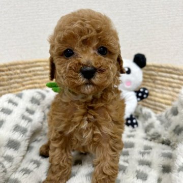 トイプードル(タイニー)【岐阜県・男の子・2024年2月20日・レッド】の写真「おめめクリクリの可愛いお顔立ちの男の子です🚹」