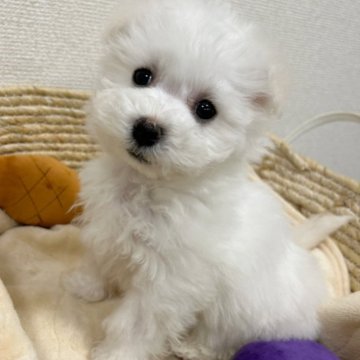 ビションフリーゼ【岐阜県・男の子・2023年12月2日・ホワイト】の写真「極小サイズのビジョンくん🐶」