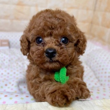 トイプードル(タイニー)【岐阜県・男の子・2024年5月20日・レッド】の写真「両親ともにタイニーサイズ！おめめくりくりボーイ🚹」