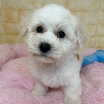 ビションフリーゼ【岐阜県・男の子・2024年2月8日・ホワイト】の写真「落ち着いた性格の男の子です🚹」
