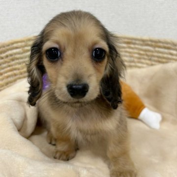 ミニチュアダックスフンド(ロング)【岐阜県・男の子・2023年12月5日・シェーデッドイエロー】の写真「大きなおめめがチャームポイント💖」