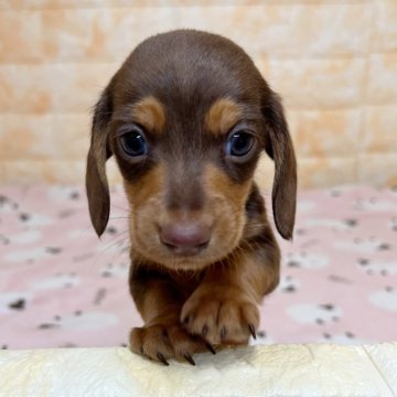 カニンヘンダックスフンド(スムース)【岐阜県・男の子・2023年6月23日・チョコ&タン】の写真「キレイでハッキリした模様のチョコタンスムース✨」
