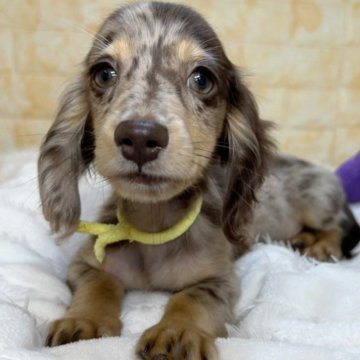 ミニチュアダックスフンド(ロング)【岐阜県・男の子・2024年6月26日・チョコ&ダップル】の写真「総額表示🌟ひとりっ子で甘えん坊な男の子🥰」