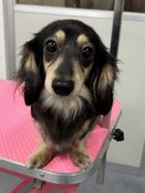 ミニチュアダックスフンド(ロング)【・女の子・2021年11月19日・ブラック&イエロー】