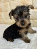 ヨークシャーテリア【岐阜県・男の子・2023年3月31日・スチールブルー&タン】の写真2