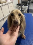 ミニチュアダックスフンド(ロング)【・女の子・2022年5月29日・イエロー】