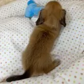 ミニチュアダックスフンド(ロング)【岐阜県・女の子・2024年7月11日・シェーデッドイエロー】の写真3