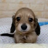 ミニチュアダックスフンド(ロング)【岐阜県・女の子・2024年7月11日・シェーデッドイエロー】の写真4