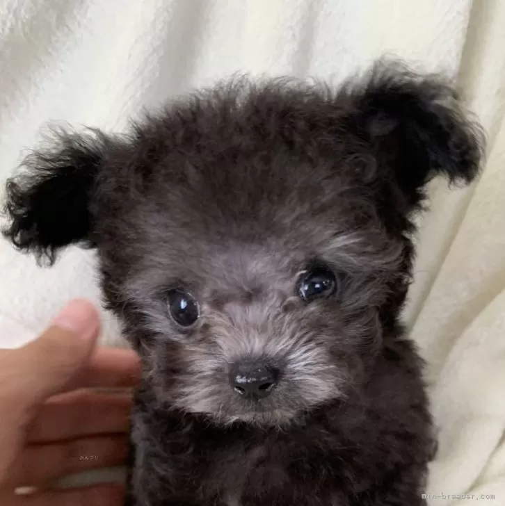 ID：2408-06645の子犬