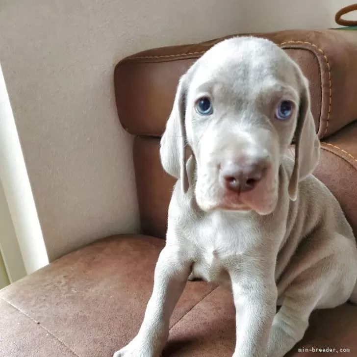 ID:2507-00551の子犬