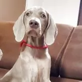 ワイマラナー