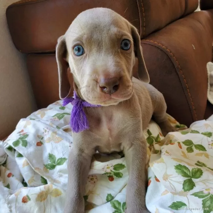 ID:2407-05556の子犬
