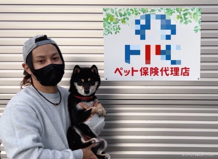 可愛い柴・豆柴•柴Mixの専門犬舎になります🐶✨｜川原　大貴(かわはら　だいき)ブリーダー(福岡県・柴犬など・日本犬保存会/KCジャパン登録)の紹介写真2