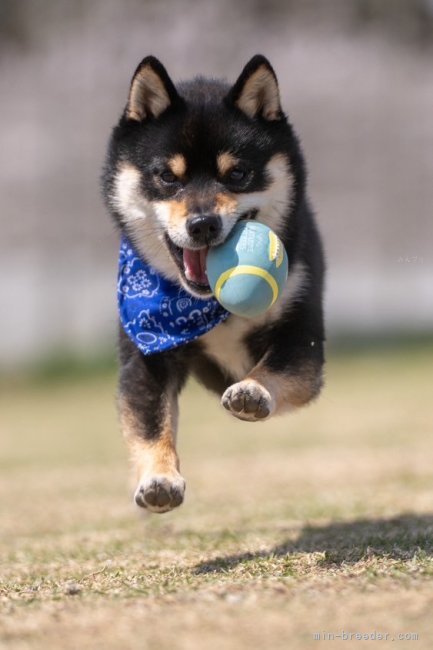 川原大貴ブリーダーのブログ：当犬舎出身の豆柴『空くん』とドッグランに行きました！