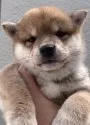 豆柴【福岡県・男の子・2025年2月2日・赤】の写真13