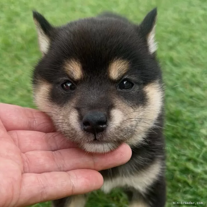柴犬(標準サイズ)【福岡県・女の子・2025年7月10日・黒】の写真1「犬舎に残す予定ですが、気に入っていただければ販売可能です🐶」