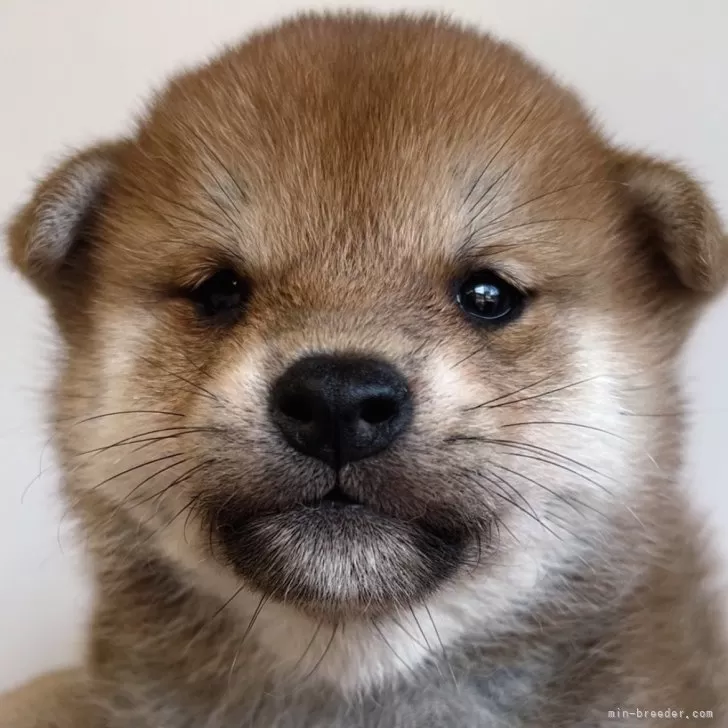 ID:2411-00943の子犬
