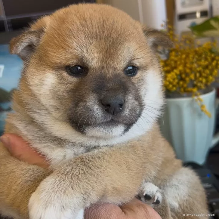 ID:2503-06871の子犬