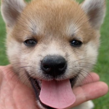 柴犬(標準サイズ)【福岡県・男の子・2025年8月16日・赤】の写真「可愛い柴犬の男の子🐶✨」