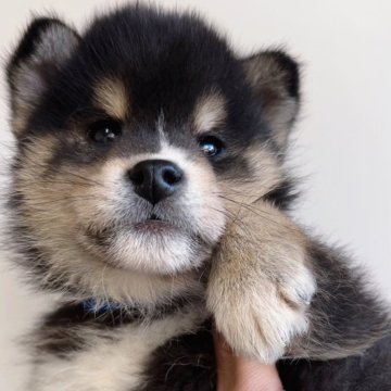 柴犬(標準サイズ)【福岡県・女の子・2024年10月9日・赤】の写真「変わったカラーの黒柴の女の子🐶✨」