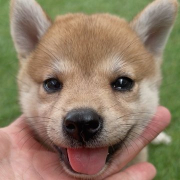 柴犬(標準サイズ)【福岡県・女の子・2025年8月16日・赤】の写真「可愛い柴犬の女の子🐶✨」