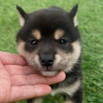 柴犬(標準サイズ)【福岡県・男の子・2025年7月10日・黒】の写真「納豆の日生まれ!黒柴の女の子🐶✨」