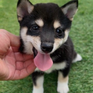 柴犬(豆柴)【福岡県・女の子・2025年6月20日・黒】の写真「派手顔の豆柴の女の子🐶✨」