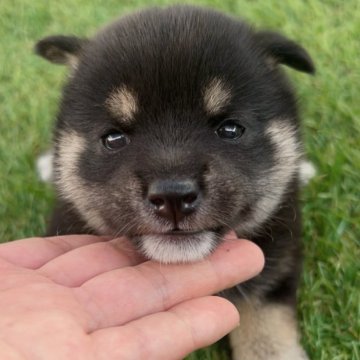 柴犬(標準サイズ)【福岡県・女の子・2025年7月7日・黒】の写真「可愛い黒柴の女の子🐶✨」
