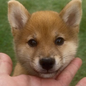 柴犬(豆柴)【福岡県・男の子・2025年8月18日・赤】の写真「可愛い豆柴の男の子🐶✨」