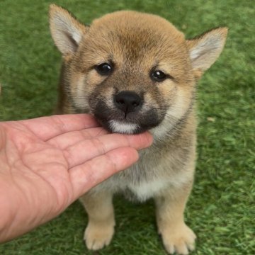 柴犬(標準サイズ)【福岡県・女の子・2025年9月12日・赤】の写真「可愛い柴犬女の子🐶✨」