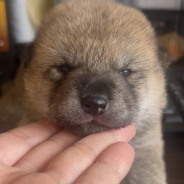 柴犬(標準サイズ)【福岡県・女の子・2025年9月12日・赤】の写真「可愛い柴犬女の子🐶✨」