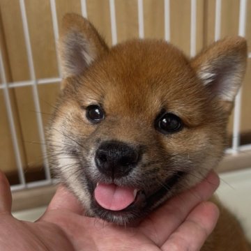 豆柴【福岡県・男の子・2025年4月17日・赤】の写真「大きめの豆柴の女の子🐶✨」