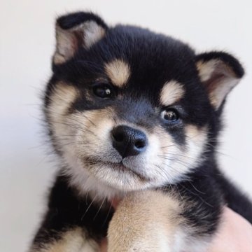 柴犬(標準サイズ)【福岡県・女の子・2024年10月9日・赤】の写真「まんまる可愛い黒柴の女の子🐶✨」