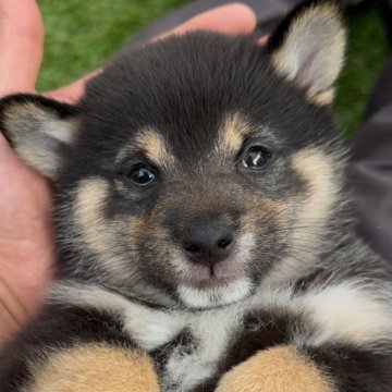柴犬(豆柴)【福岡県・女の子・2025年3月24日・黒】の写真「お母さんブサ可愛です🐶✨」