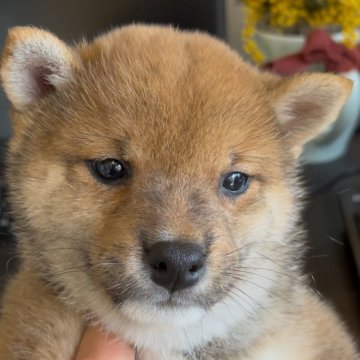 柴犬(豆柴)【福岡県・男の子・2025年2月2日・赤】の写真「可愛い豆柴の男の子🐶✨」